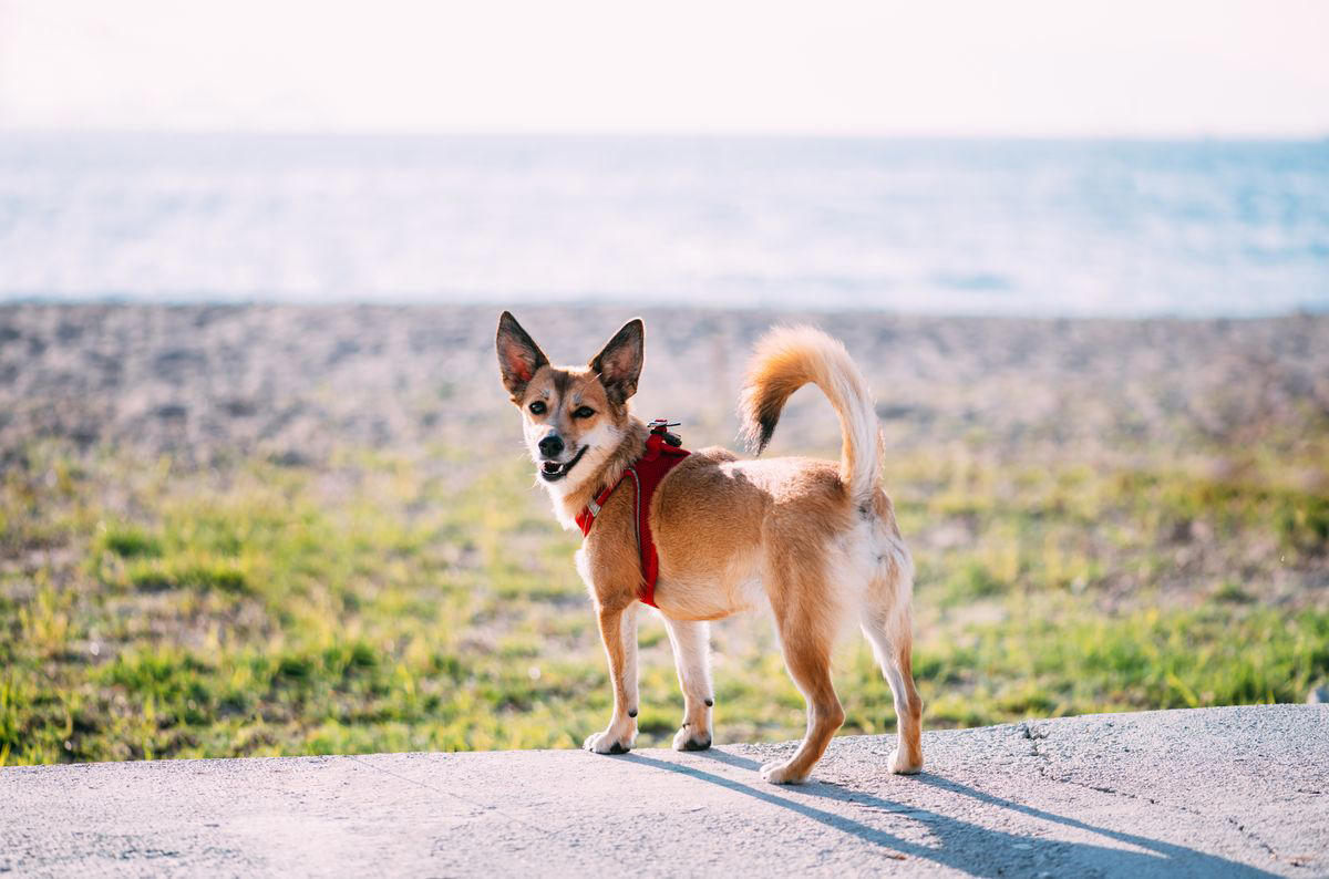 3) Norwegian Lundehund 1) Alaskan Klee Kai, 2) Biewer Terrier, 3) Norwegian Lundehund, 4) Cesky Terrier, 5) Dandie Dinmont Terrier, 43) Glen of Imaal Terrier