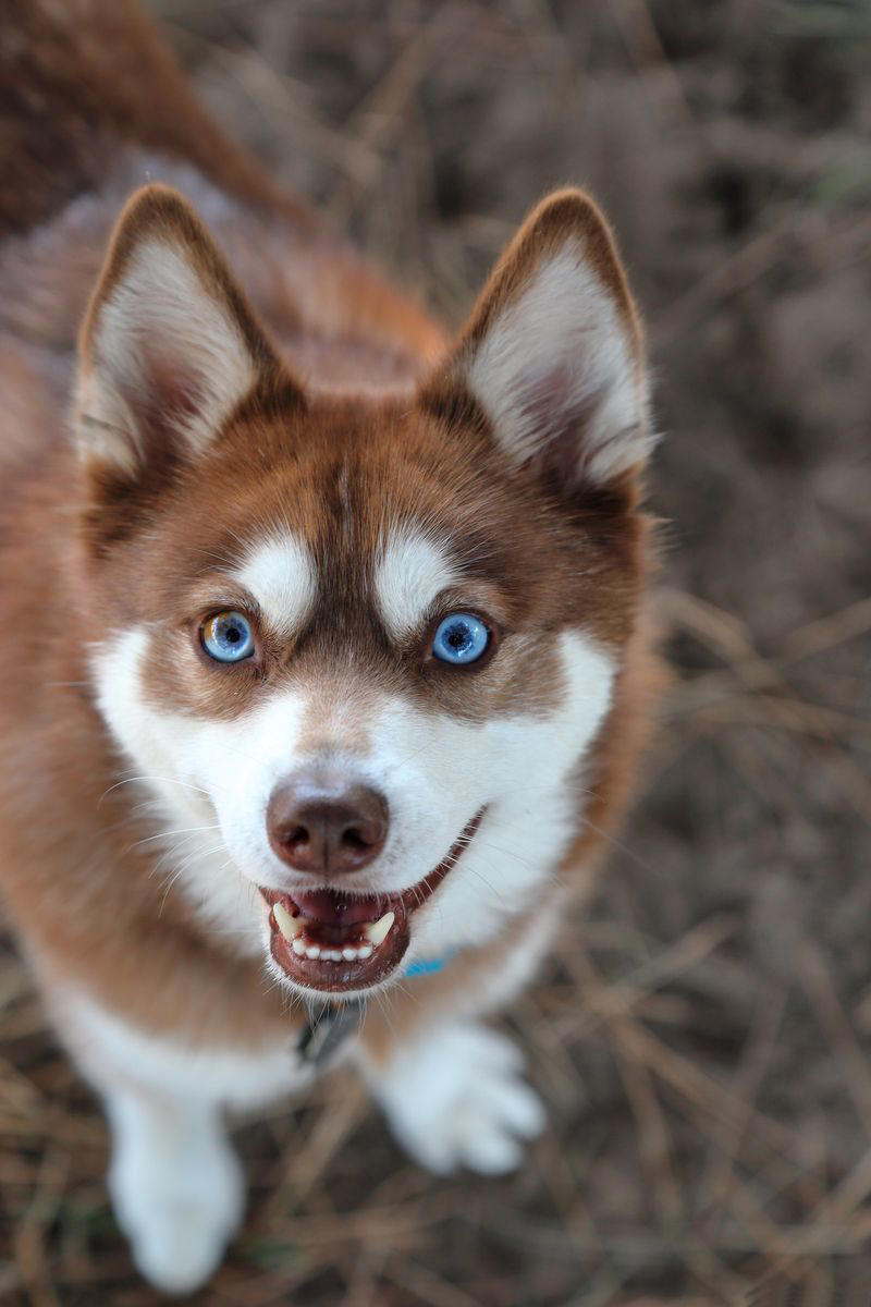 1) Alaskan Klee Kai 1) Alaskan Klee Kai, 2) Biewer Terrier, 3) Norwegian Lundehund, 4) Cesky Terrier, 5) Dandie Dinmont Terrier, 43) Glen of Imaal Terrier