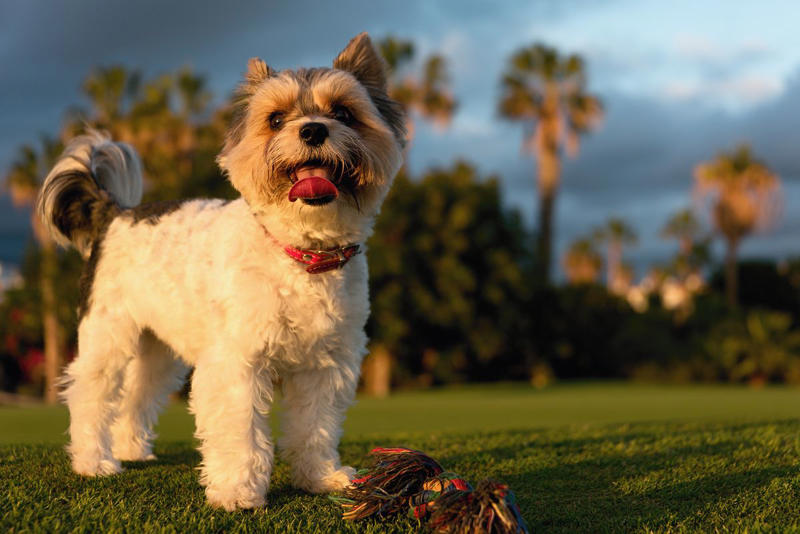 2) Biewer Terrier 1) Alaskan Klee Kai, 2) Biewer Terrier, 3) Norwegian Lundehund, 4) Cesky Terrier, 5) Dandie Dinmont Terrier, 43) Glen of Imaal Terrier