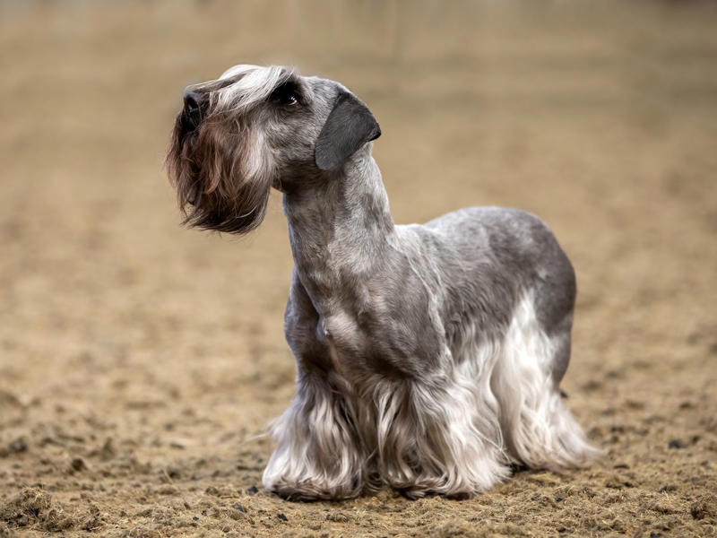 4) Cesky Terrier 1) Alaskan Klee Kai, 2) Biewer Terrier, 3) Norwegian Lundehund, 4) Cesky Terrier, 5) Dandie Dinmont Terrier, 43) Glen of Imaal Terrier