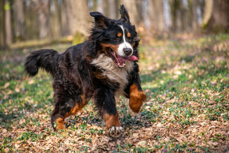 5) Bernese Mountain Dog 2) Corgi, 3) German Shepard, 4) Border Collie, 5) Bernese Mountain Dog, 6) Golden Retriever, 7) Havanese, 8) Australian Cattle Dog, 9) Poodles, 10) Rottweiler, 11) Papillon, 13) English Springer Spaniel, 14) Doberman Pinscher, 15) Bichon Frise, 16) Australian Shepard, 17) Border Terrier, 18) Vizslas, 19) Belgian Malinois, 20) Miniature Schnauzers