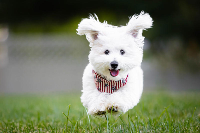 7) Havanese 2) Corgi, 3) German Shepard, 4) Border Collie, 5) Bernese Mountain Dog, 6) Golden Retriever, 7) Havanese, 8) Australian Cattle Dog, 9) Poodles, 10) Rottweiler, 11) Papillon, 13) English Springer Spaniel, 14) Doberman Pinscher, 15) Bichon Frise, 16) Australian Shepard, 17) Border Terrier, 18) Vizslas, 19) Belgian Malinois, 20) Miniature Schnauzers