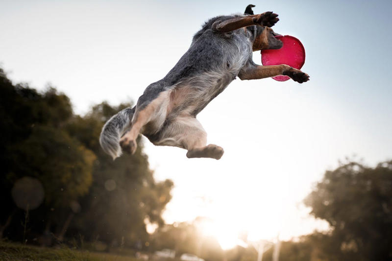 8) Australian Cattle Dog 2) Corgi, 3) German Shepard, 4) Border Collie, 5) Bernese Mountain Dog, 6) Golden Retriever, 7) Havanese, 8) Australian Cattle Dog, 9) Poodles, 10) Rottweiler, 11) Papillon, 13) English Springer Spaniel, 14) Doberman Pinscher, 15) Bichon Frise, 16) Australian Shepard, 17) Border Terrier, 18) Vizslas, 19) Belgian Malinois, 20) Miniature Schnauzers
