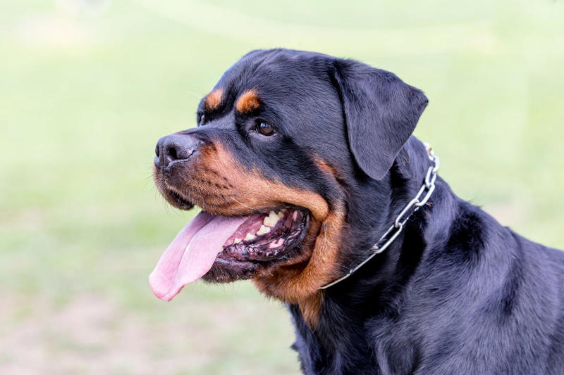 10) Rottweiler 2) Corgi, 3) German Shepard, 4) Border Collie, 5) Bernese Mountain Dog, 6) Golden Retriever, 7) Havanese, 8) Australian Cattle Dog, 9) Poodles, 10) Rottweiler, 11) Papillon, 13) English Springer Spaniel, 14) Doberman Pinscher, 15) Bichon Frise, 16) Australian Shepard, 17) Border Terrier, 18) Vizslas, 19) Belgian Malinois, 20) Miniature Schnauzers