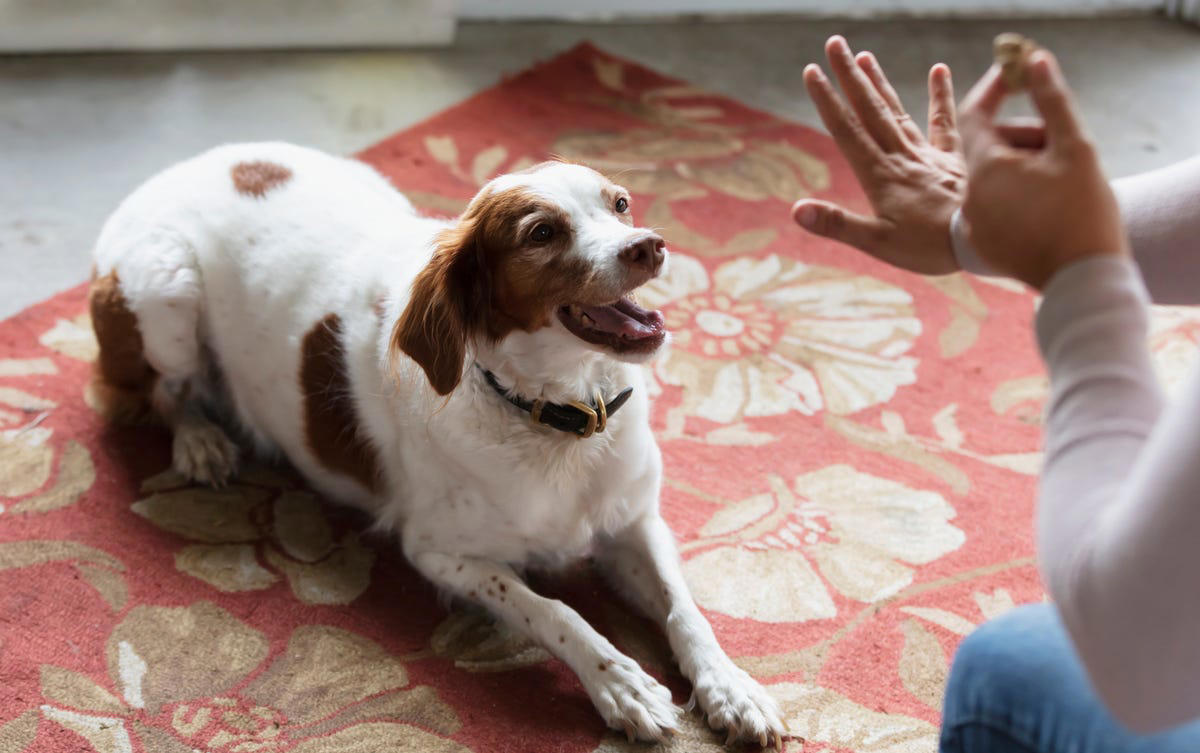 13) English Springer Spaniel 2) Corgi, 3) German Shepard, 4) Border Collie, 5) Bernese Mountain Dog, 6) Golden Retriever, 7) Havanese, 8) Australian Cattle Dog, 9) Poodles, 10) Rottweiler, 11) Papillon, 13) English Springer Spaniel, 14) Doberman Pinscher, 15) Bichon Frise, 16) Australian Shepard, 17) Border Terrier, 18) Vizslas, 19) Belgian Malinois, 20) Miniature Schnauzers