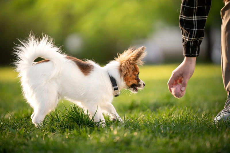 11) Papillon 2) Corgi, 3) German Shepard, 4) Border Collie, 5) Bernese Mountain Dog, 6) Golden Retriever, 7) Havanese, 8) Australian Cattle Dog, 9) Poodles, 10) Rottweiler, 11) Papillon, 13) English Springer Spaniel, 14) Doberman Pinscher, 15) Bichon Frise, 16) Australian Shepard, 17) Border Terrier, 18) Vizslas, 19) Belgian Malinois, 20) Miniature Schnauzers