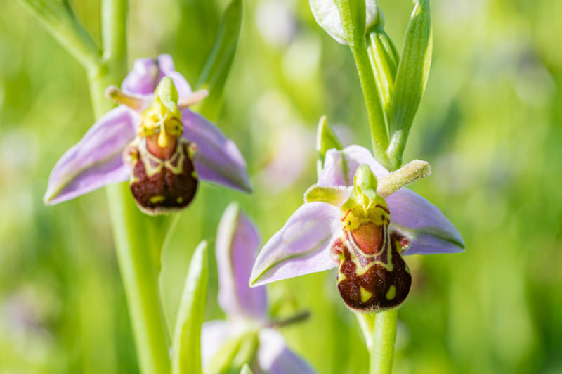 Girlfriend's kiss (Psychotria elata), Bee orchid (Ophrys apifera), Naked man orchid (Orchis italica), Swaddled babies orchid (Anguloa uniflora), Monkey-faced orchid (Dracula simia), Cannonball tree (Couroupita guianensis), Flying duck orchid (Caleana major), Dove orchid (Peristeria elata), Protea pinwheel (Leucospermum catherinae), Silver vase (Aechmea fasciata), Beehive ginger (Zingiber spectabile), Bat-faced cuphea (Cuphea llavea), Moth orchid (Phalaenopsis amabilis), Bird of paradise (Strelitzia)