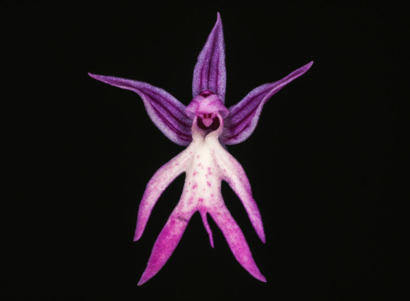 Girlfriend's kiss (Psychotria elata), Bee orchid (Ophrys apifera), Naked man orchid (Orchis italica), Swaddled babies orchid (Anguloa uniflora), Monkey-faced orchid (Dracula simia), Cannonball tree (Couroupita guianensis), Flying duck orchid (Caleana major), Dove orchid (Peristeria elata), Protea pinwheel (Leucospermum catherinae), Silver vase (Aechmea fasciata), Beehive ginger (Zingiber spectabile), Bat-faced cuphea (Cuphea llavea), Moth orchid (Phalaenopsis amabilis), Bird of paradise (Strelitzia)