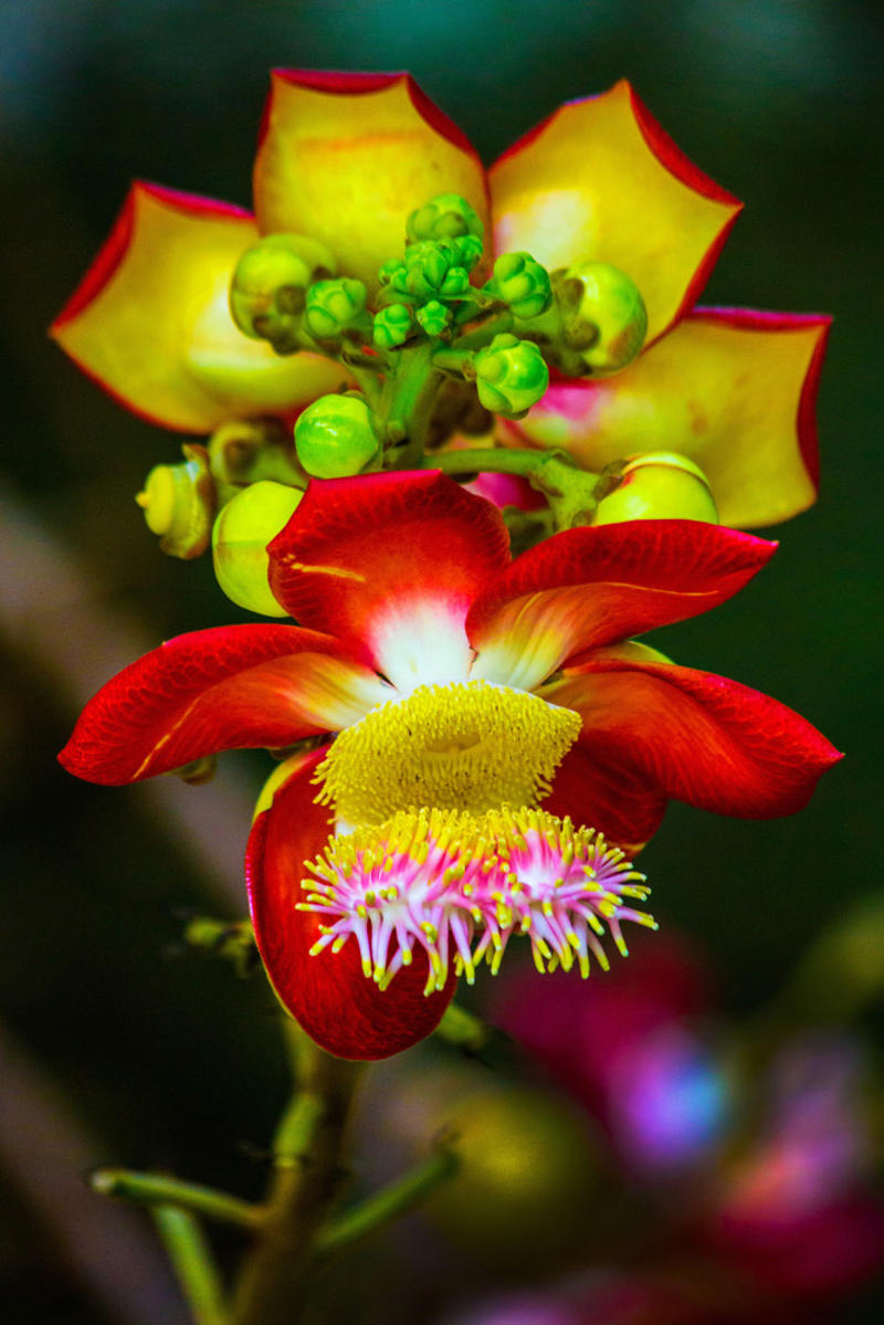 Girlfriend's kiss (Psychotria elata), Bee orchid (Ophrys apifera), Naked man orchid (Orchis italica), Swaddled babies orchid (Anguloa uniflora), Monkey-faced orchid (Dracula simia), Cannonball tree (Couroupita guianensis), Flying duck orchid (Caleana major), Dove orchid (Peristeria elata), Protea pinwheel (Leucospermum catherinae), Silver vase (Aechmea fasciata), Beehive ginger (Zingiber spectabile), Bat-faced cuphea (Cuphea llavea), Moth orchid (Phalaenopsis amabilis), Bird of paradise (Strelitzia)