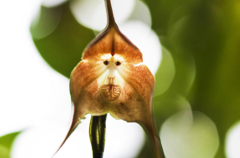 Girlfriend's kiss (Psychotria elata), Bee orchid (Ophrys apifera), Naked man orchid (Orchis italica), Swaddled babies orchid (Anguloa uniflora), Monkey-faced orchid (Dracula simia), Cannonball tree (Couroupita guianensis), Flying duck orchid (Caleana major), Dove orchid (Peristeria elata), Protea pinwheel (Leucospermum catherinae), Silver vase (Aechmea fasciata), Beehive ginger (Zingiber spectabile), Bat-faced cuphea (Cuphea llavea), Moth orchid (Phalaenopsis amabilis), Bird of paradise (Strelitzia)
