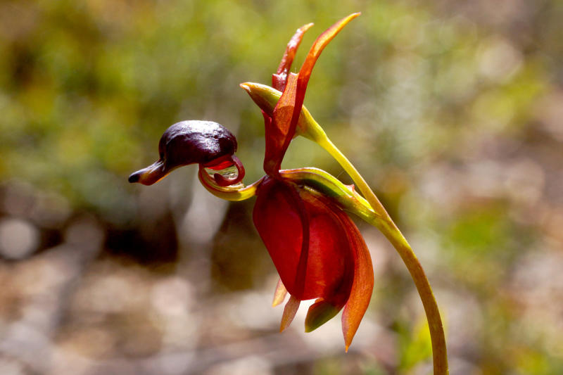 Girlfriend's kiss (Psychotria elata), Bee orchid (Ophrys apifera), Naked man orchid (Orchis italica), Swaddled babies orchid (Anguloa uniflora), Monkey-faced orchid (Dracula simia), Cannonball tree (Couroupita guianensis), Flying duck orchid (Caleana major), Dove orchid (Peristeria elata), Protea pinwheel (Leucospermum catherinae), Silver vase (Aechmea fasciata), Beehive ginger (Zingiber spectabile), Bat-faced cuphea (Cuphea llavea), Moth orchid (Phalaenopsis amabilis), Bird of paradise (Strelitzia)