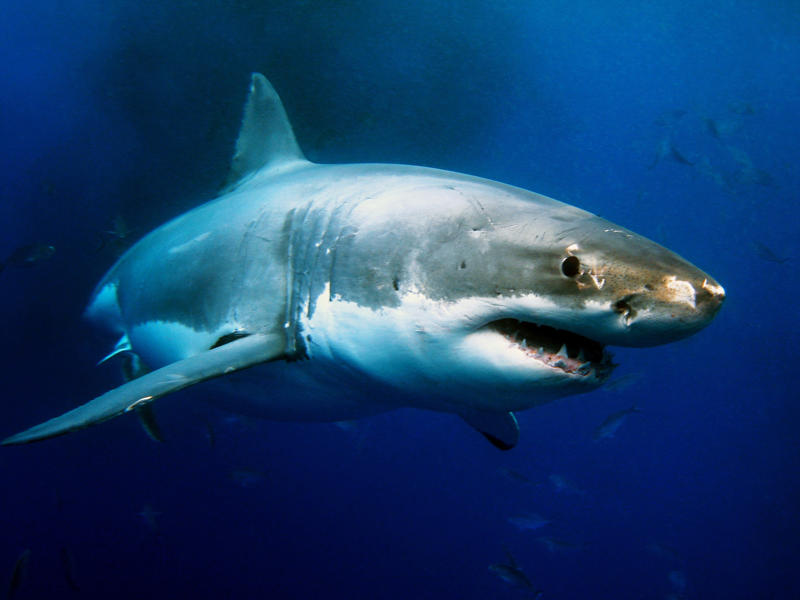 Sharks provided the cure for cancer The communism domino effect, Wives must let always their husband speak first, ATMs were useless, Single women can't be trusted with credit cards, Sharks provided the cure for cancer, Teens must plan active dates to avoid getting physical, Pregnant women should avoid weight gain, Future work habits, Detroit had a bright future, Talking on a date was overrated, Feeding a baby at night "sowed the seeds of socialism", Sugar isn't bad for you, Marijuana is deadly, Single women should pick up a man at an AA meeting