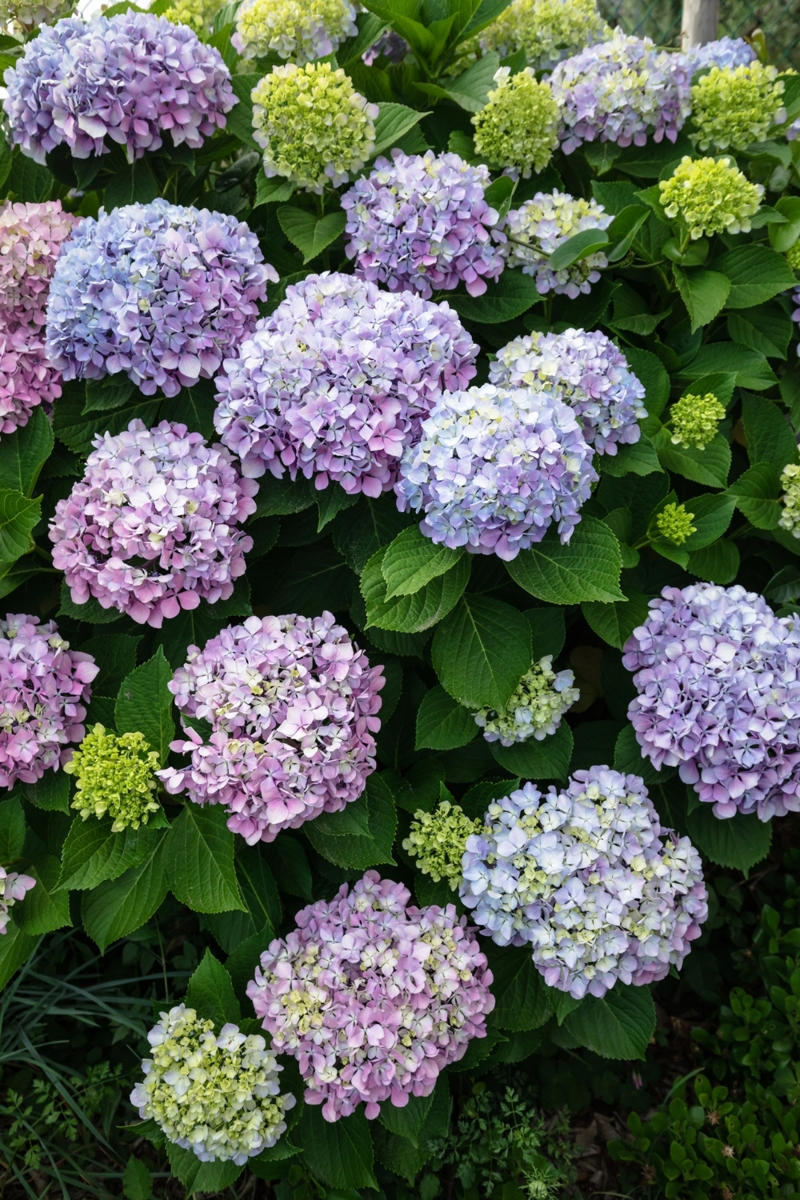 How to care for hydrangeas, How to grow hydrangeas, Hydrangea varieties, Caring for hydrangeas , How to prune hydrangeas yourself , Frequently asked questions