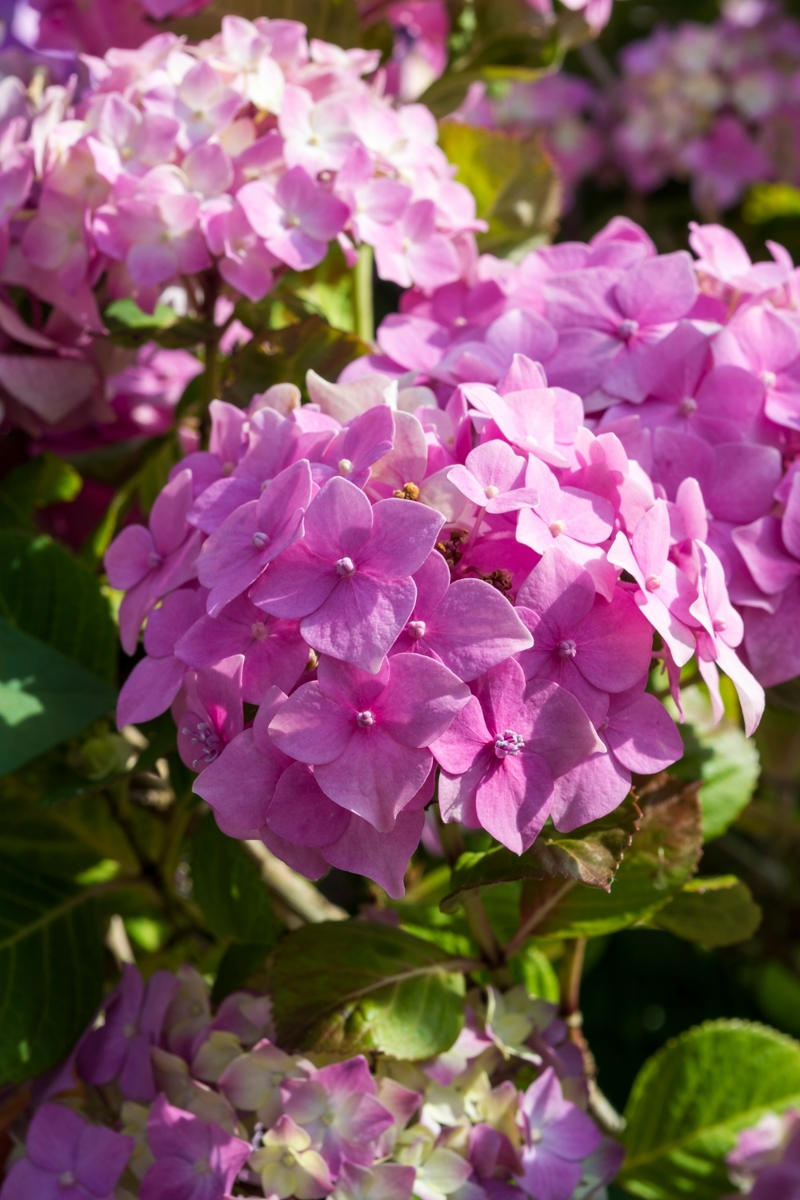 How to care for hydrangeas, How to grow hydrangeas, Hydrangea varieties, Caring for hydrangeas , How to prune hydrangeas yourself , Frequently asked questions