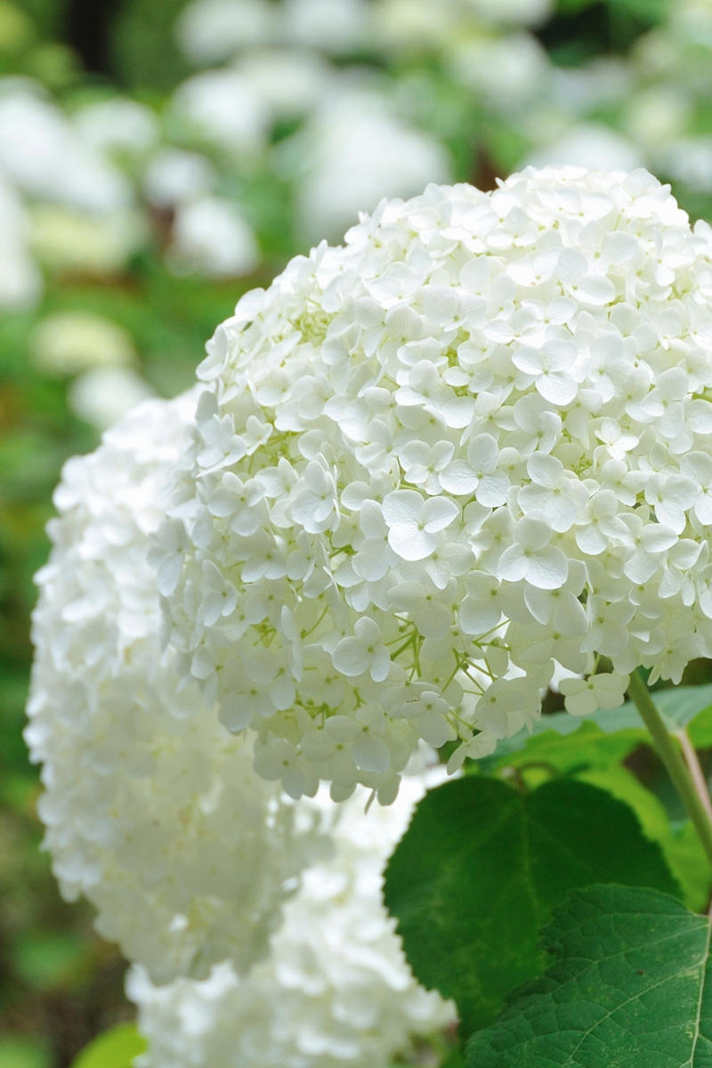 How to care for hydrangeas, How to grow hydrangeas, Hydrangea varieties, Caring for hydrangeas , How to prune hydrangeas yourself , Frequently asked questions