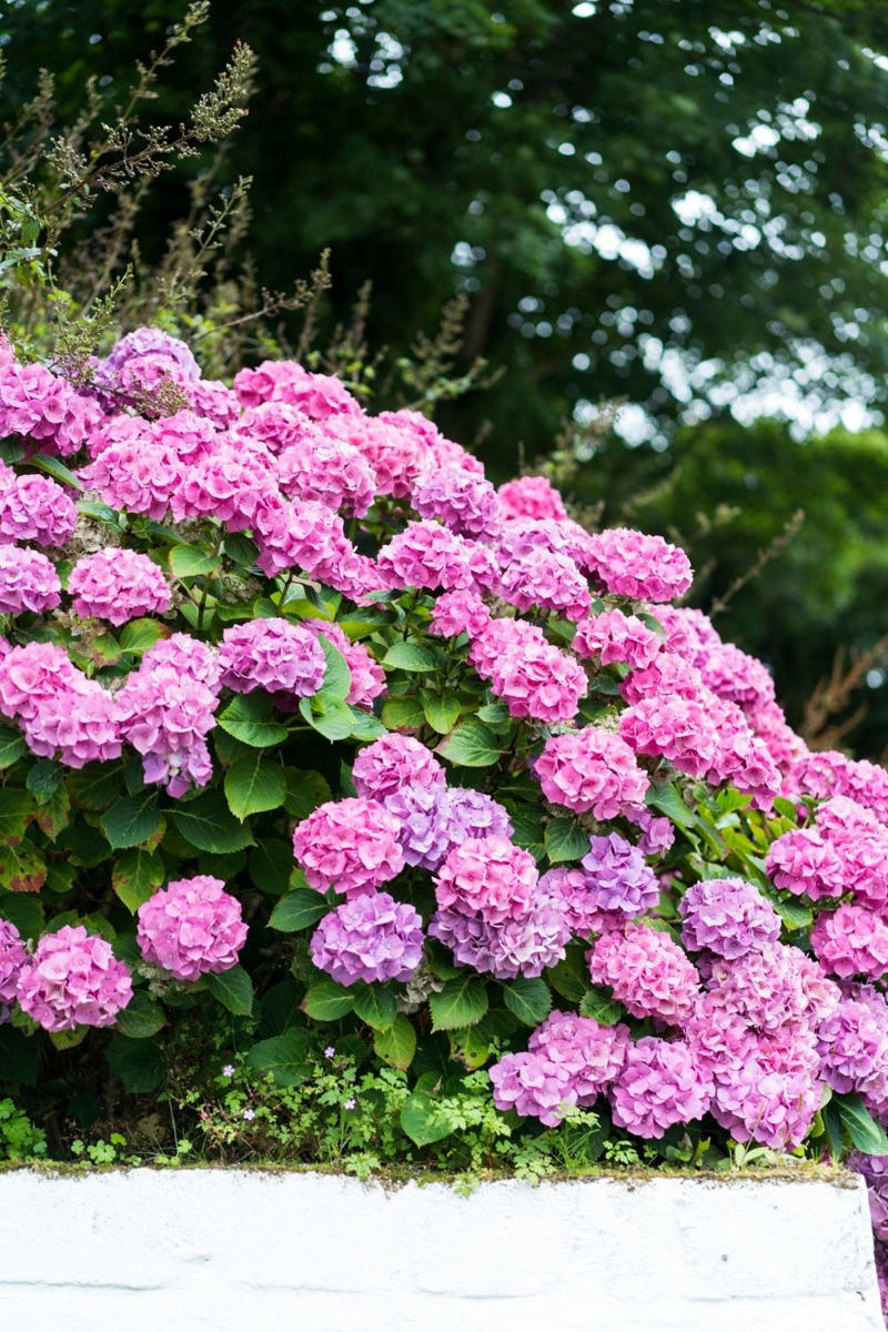 How to care for hydrangeas, How to grow hydrangeas, Hydrangea varieties, Caring for hydrangeas , How to prune hydrangeas yourself , Frequently asked questions