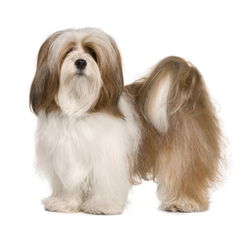 Bucking the trend What influences canine longevity?, Wide-ranging study, Caucasian Shepherd Dog, Cane Corso, Lancashire Heeler, Miniature Dachshund, Body size, Face value, Interaction, Bucking the trend, Related breeds, lower life expectations, The trouble with brachycephalic dogs
