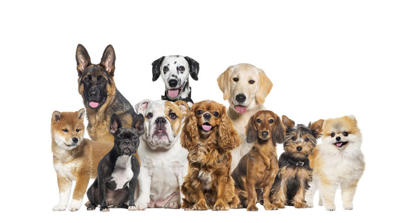 What influences canine longevity? What influences canine longevity?, Wide-ranging study, Caucasian Shepherd Dog, Cane Corso, Lancashire Heeler, Miniature Dachshund, Body size, Face value, Interaction, Bucking the trend, Related breeds, lower life expectations, The trouble with brachycephalic dogs
