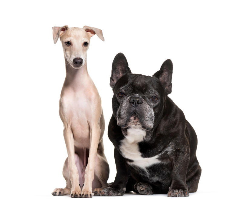 Interaction What influences canine longevity?, Wide-ranging study, Caucasian Shepherd Dog, Cane Corso, Lancashire Heeler, Miniature Dachshund, Body size, Face value, Interaction, Bucking the trend, Related breeds, lower life expectations, The trouble with brachycephalic dogs