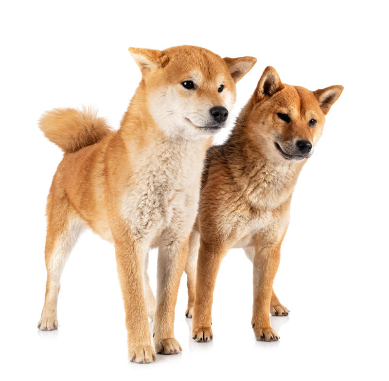 Body size What influences canine longevity?, Wide-ranging study, Caucasian Shepherd Dog, Cane Corso, Lancashire Heeler, Miniature Dachshund, Body size, Face value, Interaction, Bucking the trend, Related breeds, lower life expectations, The trouble with brachycephalic dogs