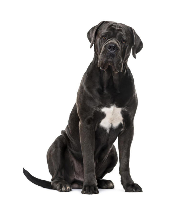 Cane Corso What influences canine longevity?, Wide-ranging study, Caucasian Shepherd Dog, Cane Corso, Lancashire Heeler, Miniature Dachshund, Body size, Face value, Interaction, Bucking the trend, Related breeds, lower life expectations, The trouble with brachycephalic dogs