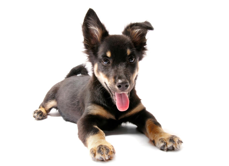 Lancashire Heeler What influences canine longevity?, Wide-ranging study, Caucasian Shepherd Dog, Cane Corso, Lancashire Heeler, Miniature Dachshund, Body size, Face value, Interaction, Bucking the trend, Related breeds, lower life expectations, The trouble with brachycephalic dogs