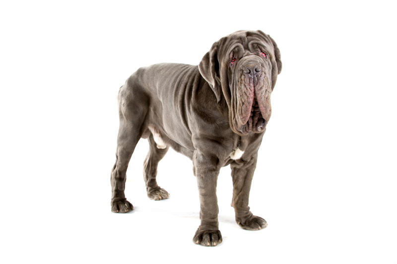 Related breeds, lower life expectations What influences canine longevity?, Wide-ranging study, Caucasian Shepherd Dog, Cane Corso, Lancashire Heeler, Miniature Dachshund, Body size, Face value, Interaction, Bucking the trend, Related breeds, lower life expectations, The trouble with brachycephalic dogs