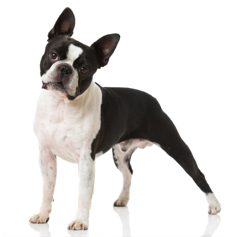 The trouble with brachycephalic dogs What influences canine longevity?, Wide-ranging study, Caucasian Shepherd Dog, Cane Corso, Lancashire Heeler, Miniature Dachshund, Body size, Face value, Interaction, Bucking the trend, Related breeds, lower life expectations, The trouble with brachycephalic dogs
