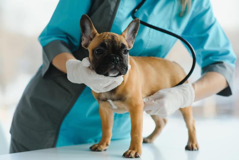 Warning What influences canine longevity?, Wide-ranging study, Caucasian Shepherd Dog, Cane Corso, Lancashire Heeler, Miniature Dachshund, Body size, Face value, Interaction, Bucking the trend, Related breeds, lower life expectations, The trouble with brachycephalic dogs