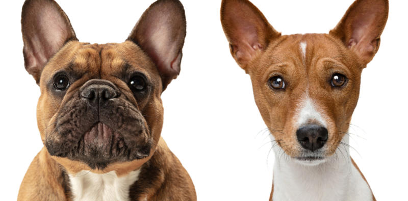 Face value What influences canine longevity?, Wide-ranging study, Caucasian Shepherd Dog, Cane Corso, Lancashire Heeler, Miniature Dachshund, Body size, Face value, Interaction, Bucking the trend, Related breeds, lower life expectations, The trouble with brachycephalic dogs