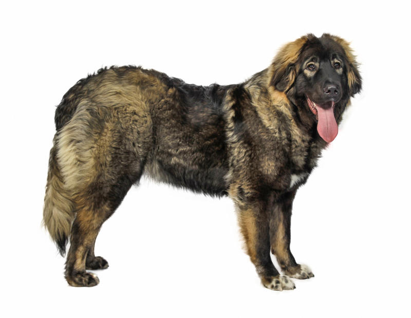Caucasian Shepherd Dog What influences canine longevity?, Wide-ranging study, Caucasian Shepherd Dog, Cane Corso, Lancashire Heeler, Miniature Dachshund, Body size, Face value, Interaction, Bucking the trend, Related breeds, lower life expectations, The trouble with brachycephalic dogs