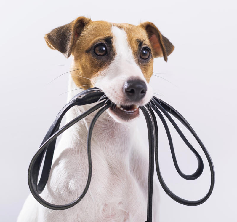 Wide-ranging study What influences canine longevity?, Wide-ranging study, Caucasian Shepherd Dog, Cane Corso, Lancashire Heeler, Miniature Dachshund, Body size, Face value, Interaction, Bucking the trend, Related breeds, lower life expectations, The trouble with brachycephalic dogs