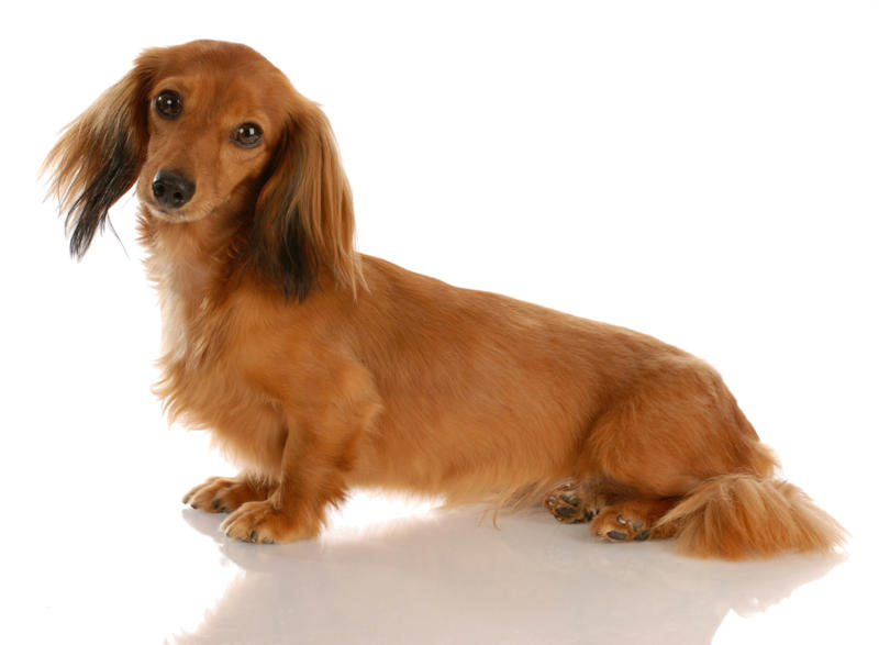 Miniature Dachshund What influences canine longevity?, Wide-ranging study, Caucasian Shepherd Dog, Cane Corso, Lancashire Heeler, Miniature Dachshund, Body size, Face value, Interaction, Bucking the trend, Related breeds, lower life expectations, The trouble with brachycephalic dogs