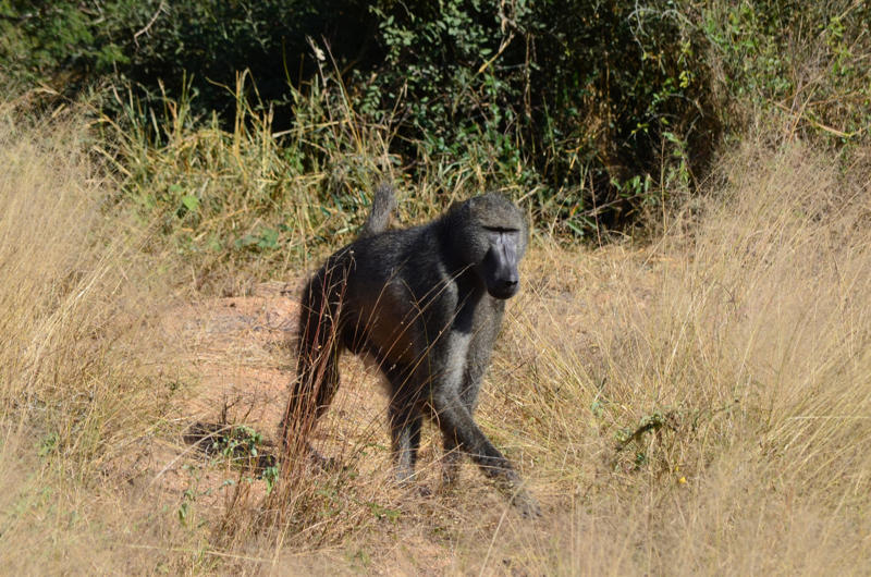 30. Chacma baboon (Genus Papio) 30. Chacma baboon (Genus Papio), 28. Coquí frog (Eleutherodactylus coqui), 26. Gray wolf (Canis lupus), 24. Lion (Panthera leo), 22. Peacock (Pavo cristatus), 20. North American bullfrog (Lithobates catesbeianus), 18. Green grocer cicada (Cyclochila australasiae), 16. White bellbird (Procnias albus), 14. Cockatoo (Cacatuidae), 12. Kakapo (Strigops habroptilus), 10. Howler monkey (Genus Alouatta), 8. Humpback whale (Megaptera novaeangliae), 6. Blue whale (Balaenoptera musculus), 4. Snapping shrimp (Alpheus heterochaelis), 2. Bottlenose dolphin (Tursiops truncatus)
