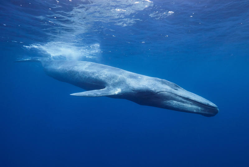 6. Blue whale (Balaenoptera musculus) 30. Chacma baboon (Genus Papio), 28. Coquí frog (Eleutherodactylus coqui), 26. Gray wolf (Canis lupus), 24. Lion (Panthera leo), 22. Peacock (Pavo cristatus), 20. North American bullfrog (Lithobates catesbeianus), 18. Green grocer cicada (Cyclochila australasiae), 16. White bellbird (Procnias albus), 14. Cockatoo (Cacatuidae), 12. Kakapo (Strigops habroptilus), 10. Howler monkey (Genus Alouatta), 8. Humpback whale (Megaptera novaeangliae), 6. Blue whale (Balaenoptera musculus), 4. Snapping shrimp (Alpheus heterochaelis), 2. Bottlenose dolphin (Tursiops truncatus)