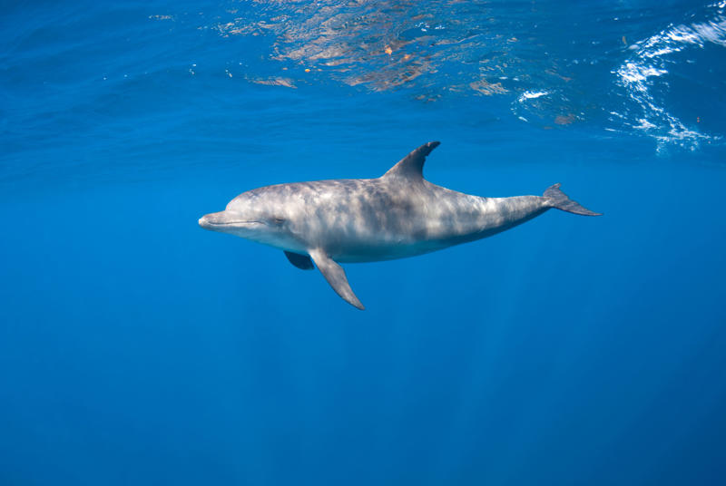 2. Bottlenose dolphin (Tursiops truncatus) 30. Chacma baboon (Genus Papio), 28. Coquí frog (Eleutherodactylus coqui), 26. Gray wolf (Canis lupus), 24. Lion (Panthera leo), 22. Peacock (Pavo cristatus), 20. North American bullfrog (Lithobates catesbeianus), 18. Green grocer cicada (Cyclochila australasiae), 16. White bellbird (Procnias albus), 14. Cockatoo (Cacatuidae), 12. Kakapo (Strigops habroptilus), 10. Howler monkey (Genus Alouatta), 8. Humpback whale (Megaptera novaeangliae), 6. Blue whale (Balaenoptera musculus), 4. Snapping shrimp (Alpheus heterochaelis), 2. Bottlenose dolphin (Tursiops truncatus)