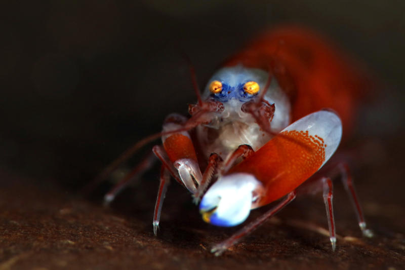 4. Snapping shrimp (Alpheus heterochaelis) 30. Chacma baboon (Genus Papio), 28. Coquí frog (Eleutherodactylus coqui), 26. Gray wolf (Canis lupus), 24. Lion (Panthera leo), 22. Peacock (Pavo cristatus), 20. North American bullfrog (Lithobates catesbeianus), 18. Green grocer cicada (Cyclochila australasiae), 16. White bellbird (Procnias albus), 14. Cockatoo (Cacatuidae), 12. Kakapo (Strigops habroptilus), 10. Howler monkey (Genus Alouatta), 8. Humpback whale (Megaptera novaeangliae), 6. Blue whale (Balaenoptera musculus), 4. Snapping shrimp (Alpheus heterochaelis), 2. Bottlenose dolphin (Tursiops truncatus)