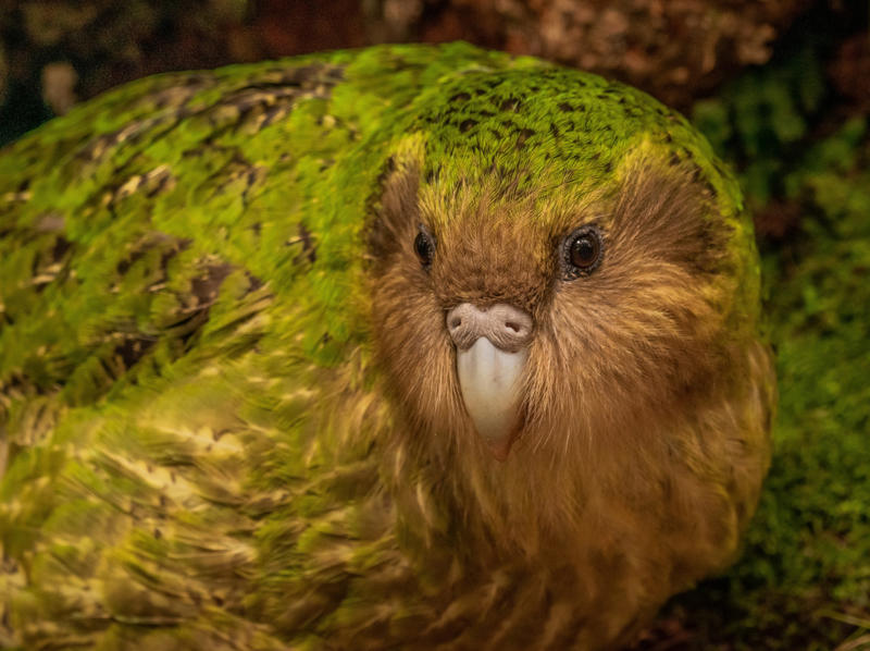 12. Kakapo (Strigops habroptilus) 30. Chacma baboon (Genus Papio), 28. Coquí frog (Eleutherodactylus coqui), 26. Gray wolf (Canis lupus), 24. Lion (Panthera leo), 22. Peacock (Pavo cristatus), 20. North American bullfrog (Lithobates catesbeianus), 18. Green grocer cicada (Cyclochila australasiae), 16. White bellbird (Procnias albus), 14. Cockatoo (Cacatuidae), 12. Kakapo (Strigops habroptilus), 10. Howler monkey (Genus Alouatta), 8. Humpback whale (Megaptera novaeangliae), 6. Blue whale (Balaenoptera musculus), 4. Snapping shrimp (Alpheus heterochaelis), 2. Bottlenose dolphin (Tursiops truncatus)