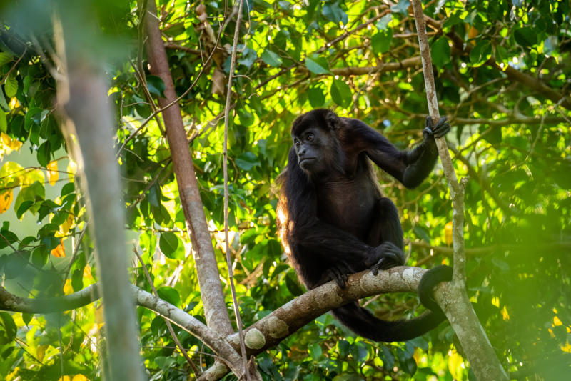 10. Howler monkey (Genus Alouatta) 30. Chacma baboon (Genus Papio), 28. Coquí frog (Eleutherodactylus coqui), 26. Gray wolf (Canis lupus), 24. Lion (Panthera leo), 22. Peacock (Pavo cristatus), 20. North American bullfrog (Lithobates catesbeianus), 18. Green grocer cicada (Cyclochila australasiae), 16. White bellbird (Procnias albus), 14. Cockatoo (Cacatuidae), 12. Kakapo (Strigops habroptilus), 10. Howler monkey (Genus Alouatta), 8. Humpback whale (Megaptera novaeangliae), 6. Blue whale (Balaenoptera musculus), 4. Snapping shrimp (Alpheus heterochaelis), 2. Bottlenose dolphin (Tursiops truncatus)