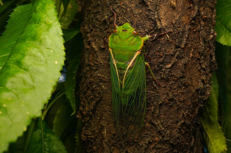 18. Green grocer cicada (Cyclochila australasiae) 30. Chacma baboon (Genus Papio), 28. Coquí frog (Eleutherodactylus coqui), 26. Gray wolf (Canis lupus), 24. Lion (Panthera leo), 22. Peacock (Pavo cristatus), 20. North American bullfrog (Lithobates catesbeianus), 18. Green grocer cicada (Cyclochila australasiae), 16. White bellbird (Procnias albus), 14. Cockatoo (Cacatuidae), 12. Kakapo (Strigops habroptilus), 10. Howler monkey (Genus Alouatta), 8. Humpback whale (Megaptera novaeangliae), 6. Blue whale (Balaenoptera musculus), 4. Snapping shrimp (Alpheus heterochaelis), 2. Bottlenose dolphin (Tursiops truncatus)