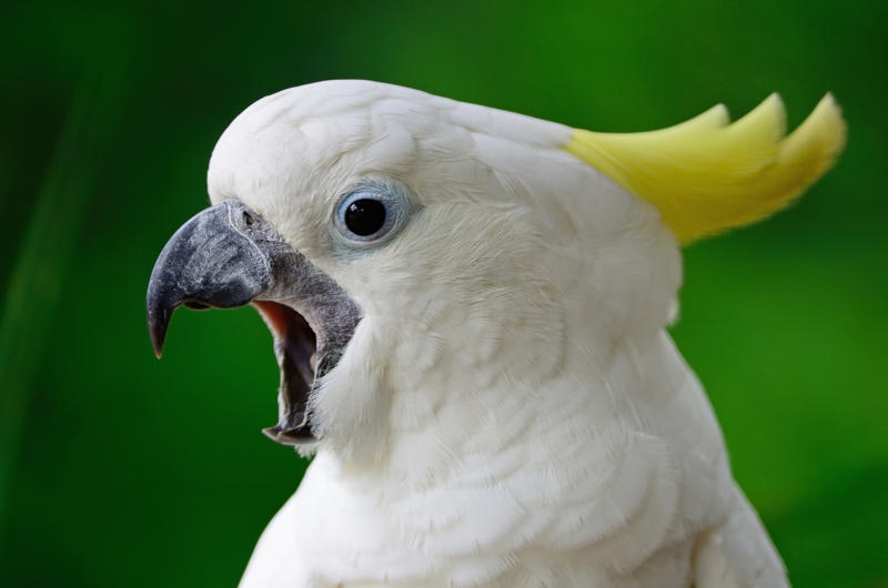 14. Cockatoo (Cacatuidae) 30. Chacma baboon (Genus Papio), 28. Coquí frog (Eleutherodactylus coqui), 26. Gray wolf (Canis lupus), 24. Lion (Panthera leo), 22. Peacock (Pavo cristatus), 20. North American bullfrog (Lithobates catesbeianus), 18. Green grocer cicada (Cyclochila australasiae), 16. White bellbird (Procnias albus), 14. Cockatoo (Cacatuidae), 12. Kakapo (Strigops habroptilus), 10. Howler monkey (Genus Alouatta), 8. Humpback whale (Megaptera novaeangliae), 6. Blue whale (Balaenoptera musculus), 4. Snapping shrimp (Alpheus heterochaelis), 2. Bottlenose dolphin (Tursiops truncatus)