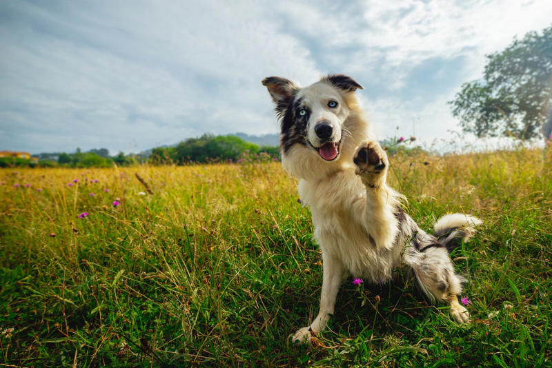 Border Collie, Poodle (Standard, Miniature, and Toy), German Shepherd, Golden Retriever, Labrador Retriever, Australian Shepherd, Belgian Malinois, Doberman Pinscher, Shetland Sheepdog, Papillon, Rottweiler, English Springer Spaniel, Miniature Schnauzer, Cattle Dog (Blue Heeler), Belgian Tervurens