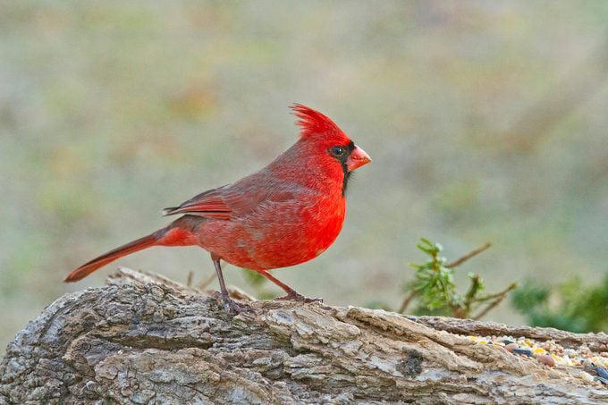 What Does a Northern Cardinal Bird Look Like?, Northern Cardinal Bird Range, Are Cardinals Territorial Birds?, Both Male and Female Cardinals Sing, Cardinals Eat Seeds From Bird Feeders, Northern Cardinal Nesting Habits, Plant Dense Shrubs for the Ideal Cardinal Habitat, Why Are Male Cardinal Birds Red?, Look for Rare Cardinal Birds in Other Colors, How Did the Northern Cardinal Bird Get Its Name?, Can You Own Pet Cardinals?