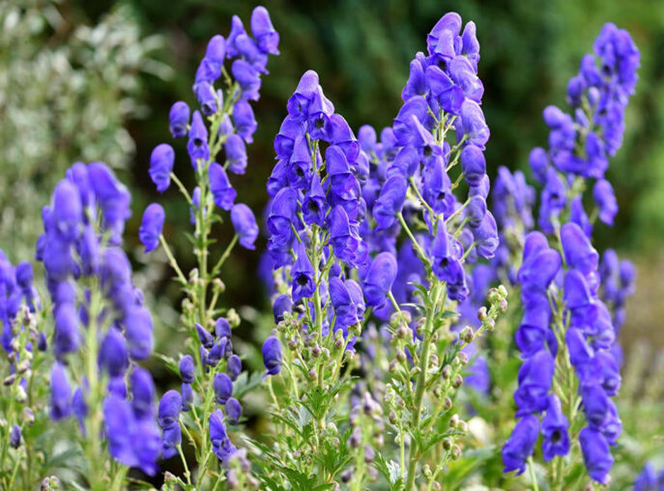 How to spot poisonous flowers, 10 poisonous backyard flowers to watch out for, How do you treat exposure to poisonous plants?, The bottom line