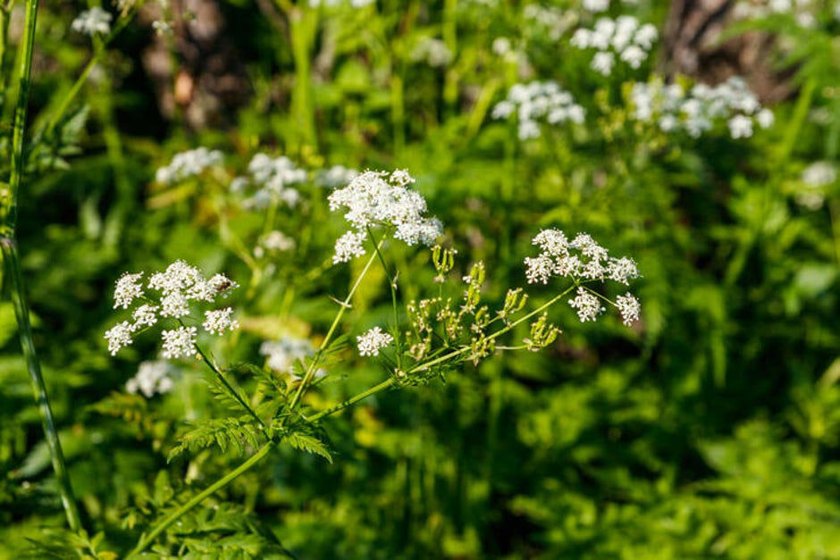 How to spot poisonous flowers, 10 poisonous backyard flowers to watch out for, How do you treat exposure to poisonous plants?, The bottom line