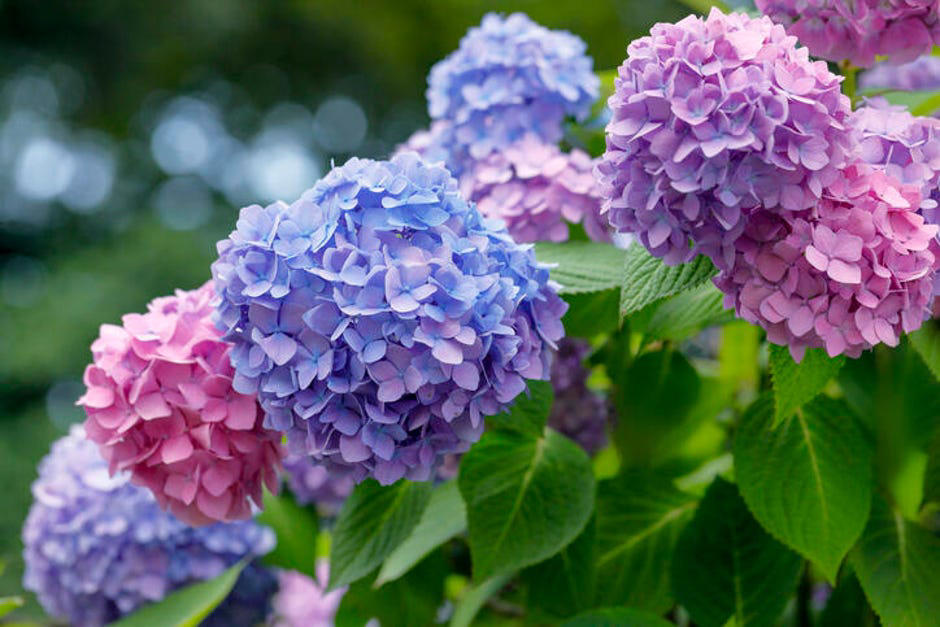 How to spot poisonous flowers, 10 poisonous backyard flowers to watch out for, How do you treat exposure to poisonous plants?, The bottom line