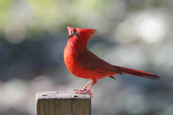What Does a Northern Cardinal Bird Look Like?, Northern Cardinal Bird Range, Are Cardinals Territorial Birds?, Both Male and Female Cardinals Sing, Cardinals Eat Seeds From Bird Feeders, Northern Cardinal Nesting Habits, Plant Dense Shrubs for the Ideal Cardinal Habitat, Why Are Male Cardinal Birds Red?, Look for Rare Cardinal Birds in Other Colors, How Did the Northern Cardinal Bird Get Its Name?, Can You Own Pet Cardinals?