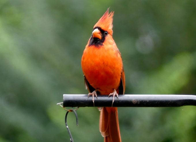 What Does a Northern Cardinal Bird Look Like?, Northern Cardinal Bird Range, Are Cardinals Territorial Birds?, Both Male and Female Cardinals Sing, Cardinals Eat Seeds From Bird Feeders, Northern Cardinal Nesting Habits, Plant Dense Shrubs for the Ideal Cardinal Habitat, Why Are Male Cardinal Birds Red?, Look for Rare Cardinal Birds in Other Colors, How Did the Northern Cardinal Bird Get Its Name?, Can You Own Pet Cardinals?