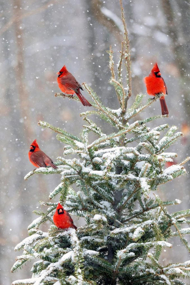 What Does a Northern Cardinal Bird Look Like?, Northern Cardinal Bird Range, Are Cardinals Territorial Birds?, Both Male and Female Cardinals Sing, Cardinals Eat Seeds From Bird Feeders, Northern Cardinal Nesting Habits, Plant Dense Shrubs for the Ideal Cardinal Habitat, Why Are Male Cardinal Birds Red?, Look for Rare Cardinal Birds in Other Colors, How Did the Northern Cardinal Bird Get Its Name?, Can You Own Pet Cardinals?