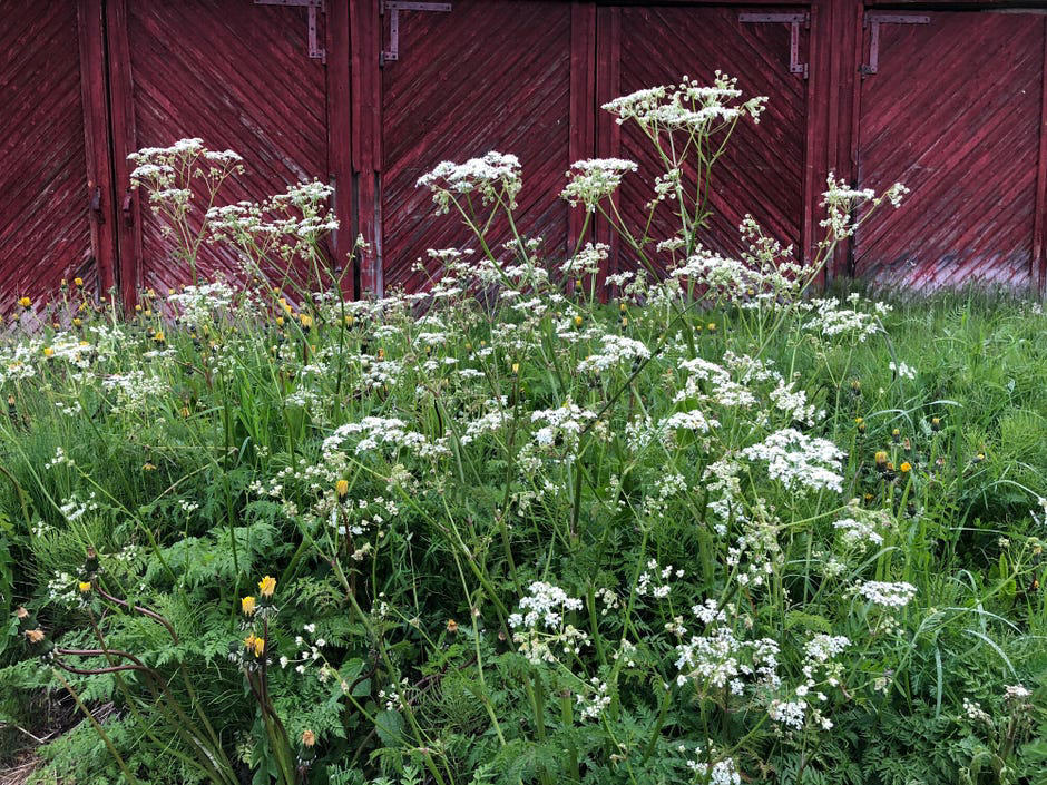 How to spot poisonous flowers, 10 poisonous backyard flowers to watch out for, How do you treat exposure to poisonous plants?, The bottom line